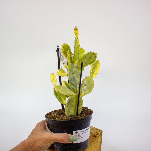 Opuntia JAMAICENSIS Crazy White 12cm H36cm