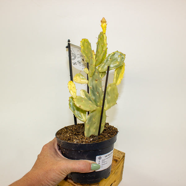 Opuntia JAMAICENSIS Crazy White 12cm H36cm