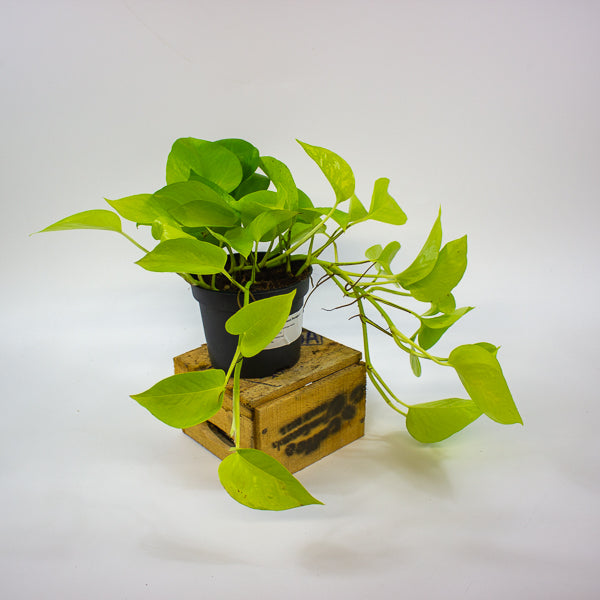 Epipremnum Golden Pothos 12cm H25cm