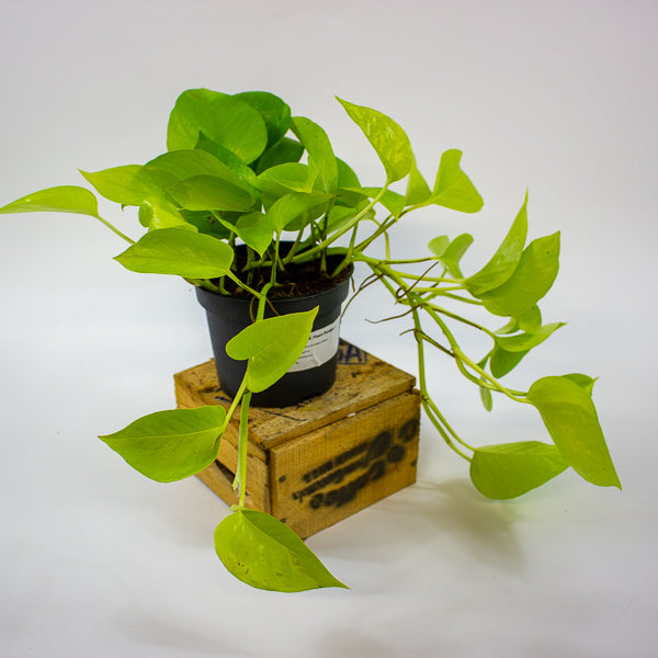 Epipremnum Golden Pothos 12cm H25cm