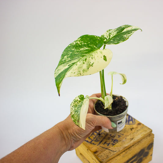 Monstera deliciosa White Monster 7cm H11cm