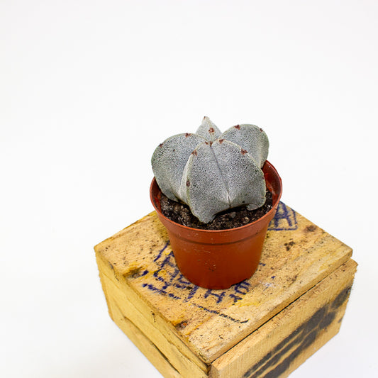 Astrophytum myriostigma 8.5cm H15cm