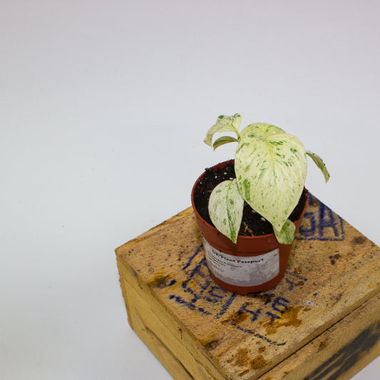 Homalomena Rubescens Variegata mint 7cm H15cm
