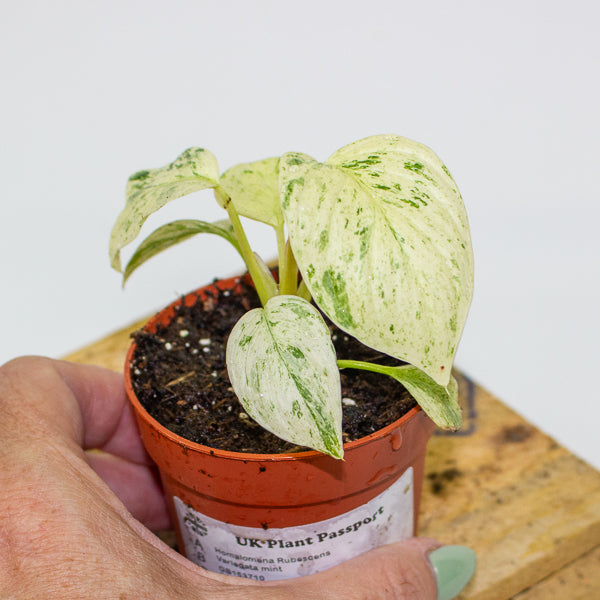 Homalomena Rubescens Variegata mint 7cm H15cm