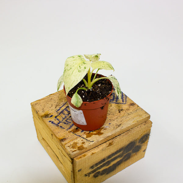 Homalomena Rubescens Variegata mint 7cm H15cm