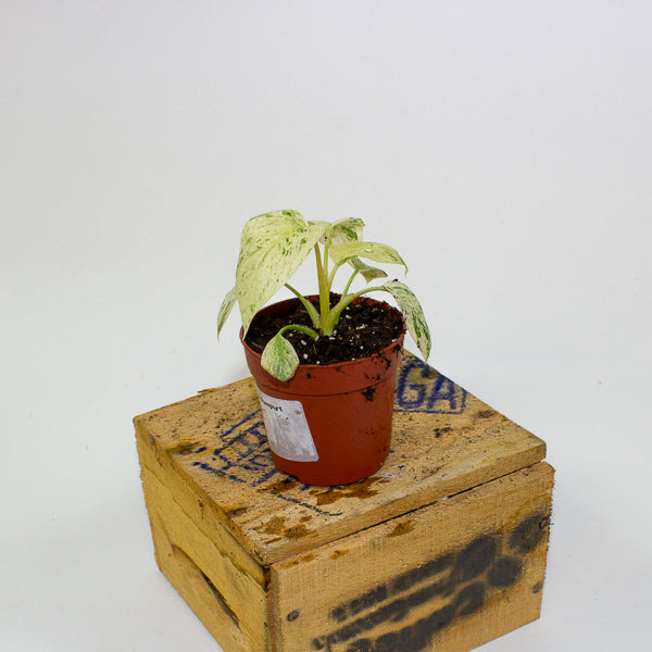 Homalomena Rubescens Variegata mint 7cm H15cm
