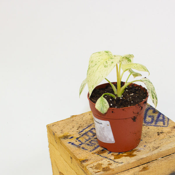 Homalomena Rubescens Variegata mint 7cm H15cm
