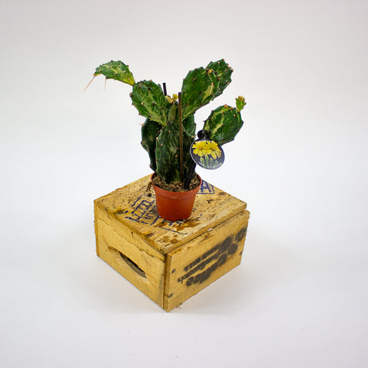 Opuntia  JAMAICENSIS Jamica Ghost 6cm H20cm