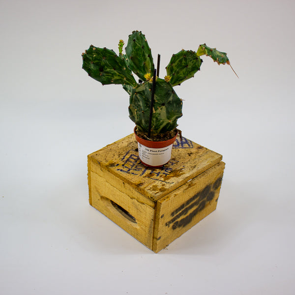 Opuntia  JAMAICENSIS Jamica Ghost 6cm H20cm