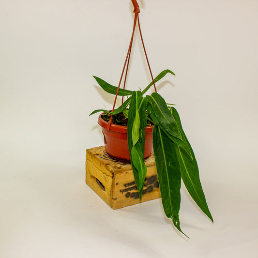 Anthurium pallidiflorum 14cm H15cm