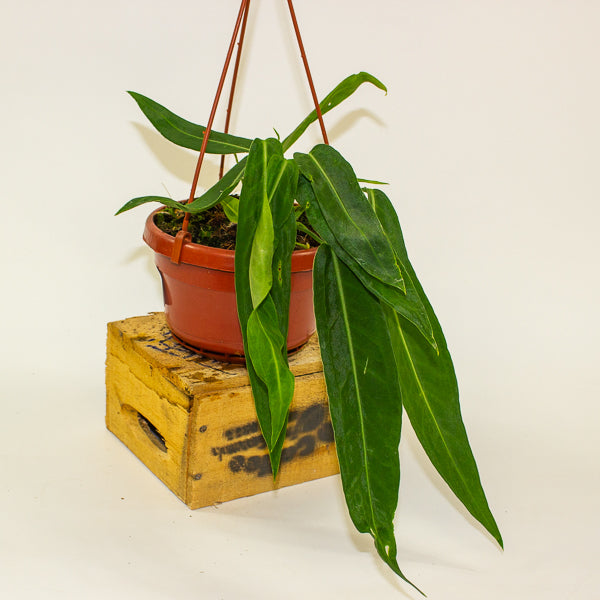 Anthurium pallidiflorum 14cm H15cm