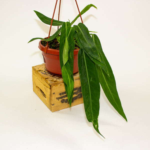 Anthurium pallidiflorum 14cm H15cm