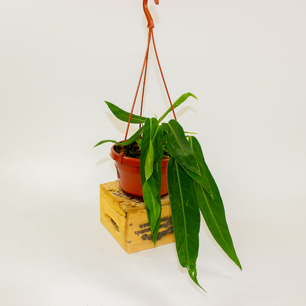 Anthurium pallidiflorum 14cm H15cm