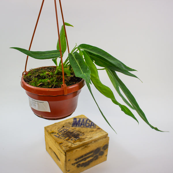 Anthurium pallidiflorum 14cm H15cm
