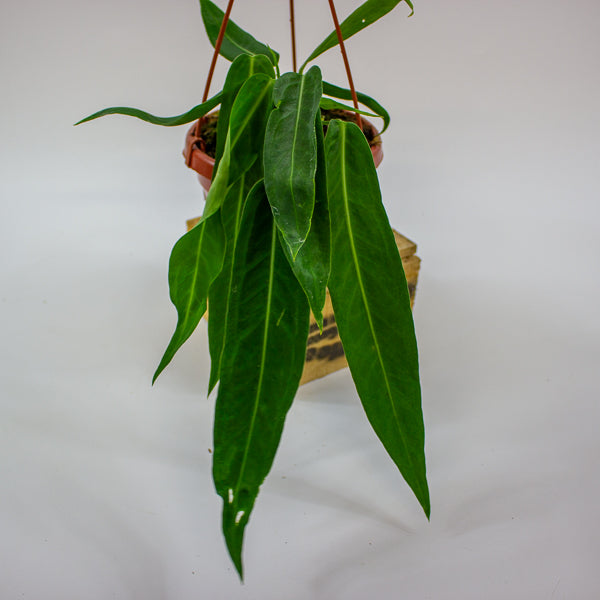 Anthurium pallidiflorum 14cm H15cm