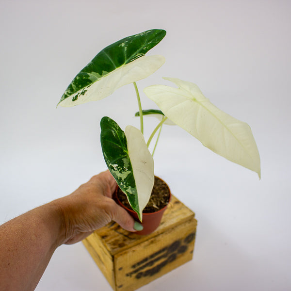 Alocasia Frydek Variegata 7cm H10cm