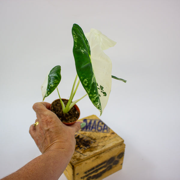 Alocasia Frydek Variegata 7cm H10cm