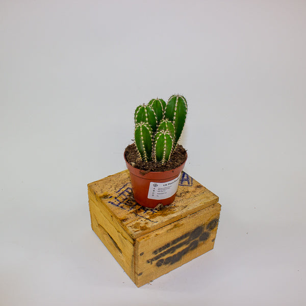 Cereus peruvianus Marginatocereus 8.5cm H15cm