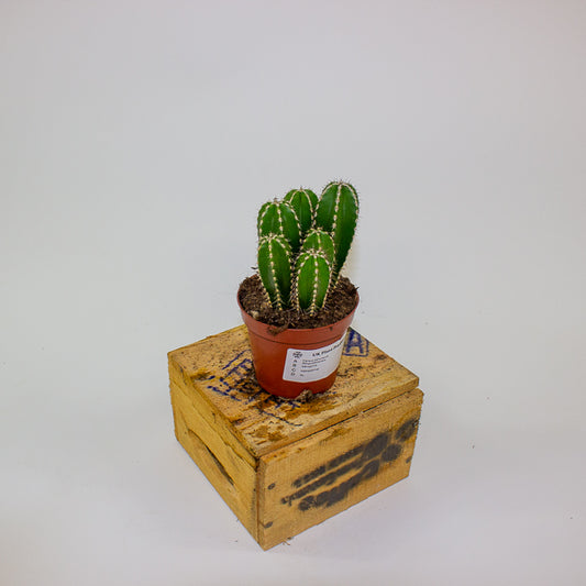 Cereus peruvianus Marginatocereus 8.5cm H15cm