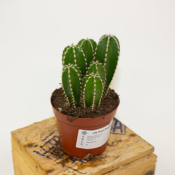 Cereus peruvianus Marginatocereus 8.5cm H15cm