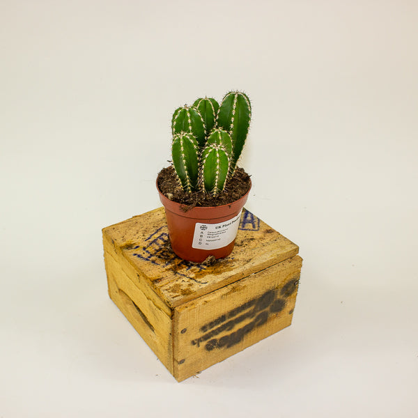 Cereus peruvianus Marginatocereus 8.5cm H15cm
