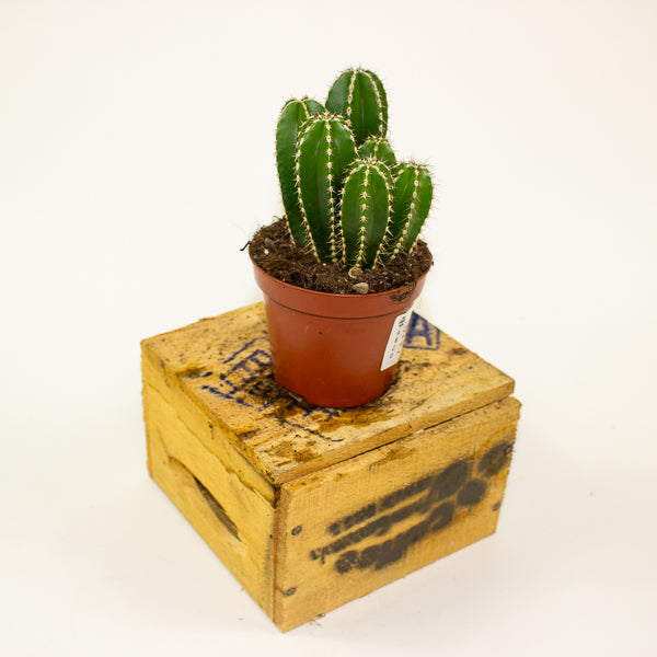 Cereus peruvianus Marginatocereus 8.5cm H15cm