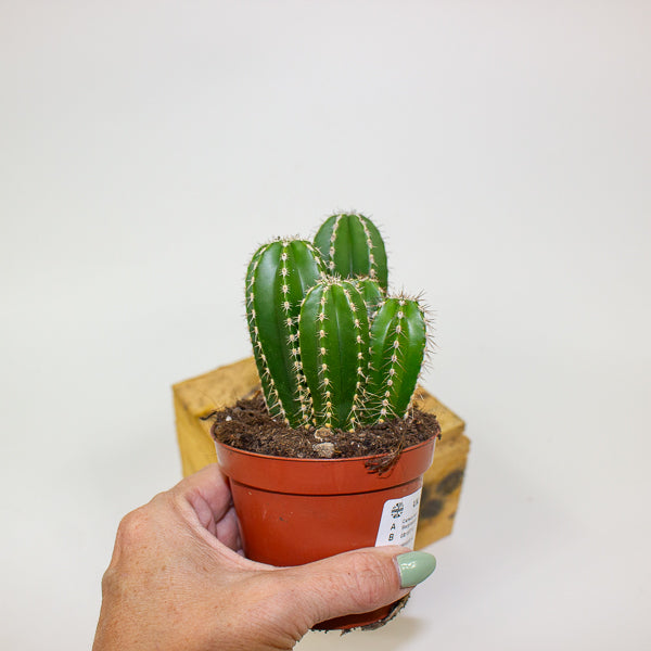 Cereus peruvianus Marginatocereus 8.5cm H15cm