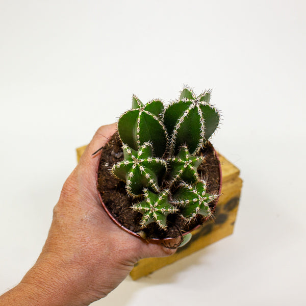 Cereus peruvianus Marginatocereus 8.5cm H15cm