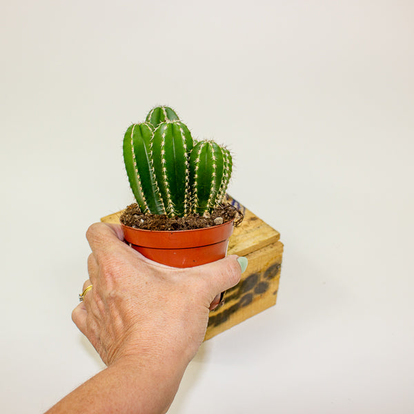 Cereus peruvianus Marginatocereus 8.5cm H15cm