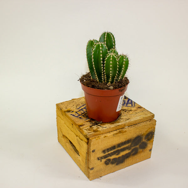 Cereus peruvianus Marginatocereus 8.5cm H15cm