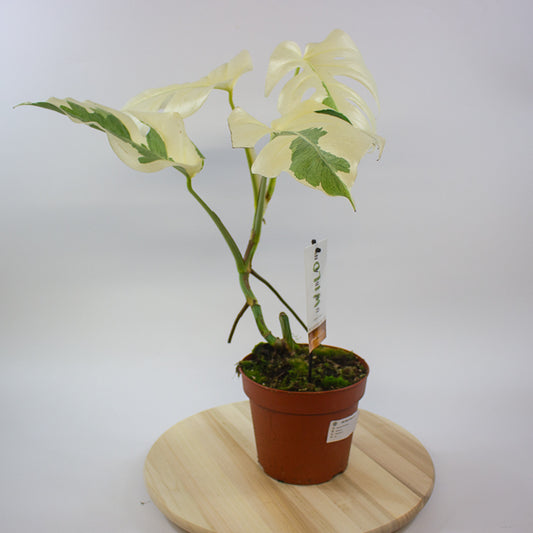 Monstera White Ghost 17cm H40cm