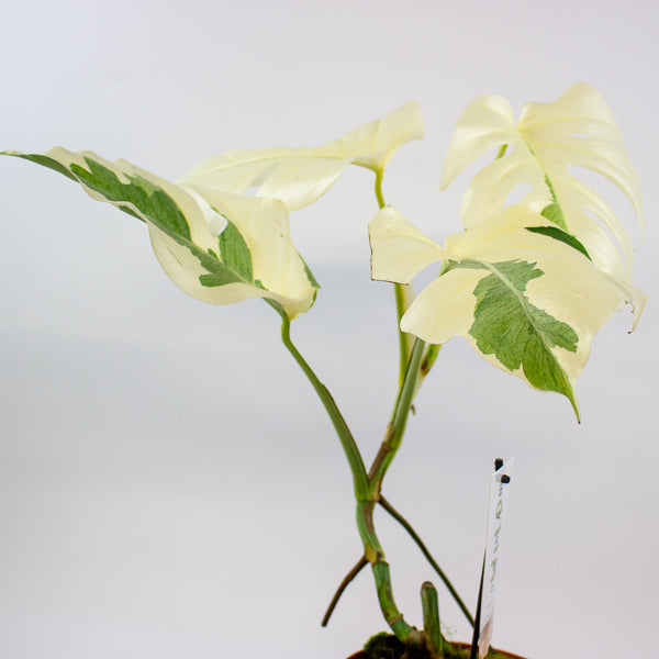 Monstera White Ghost 17cm H40cm