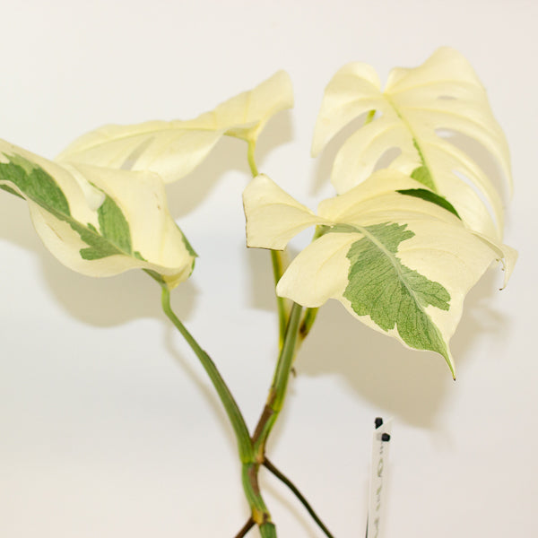 Monstera White Ghost 17cm H40cm