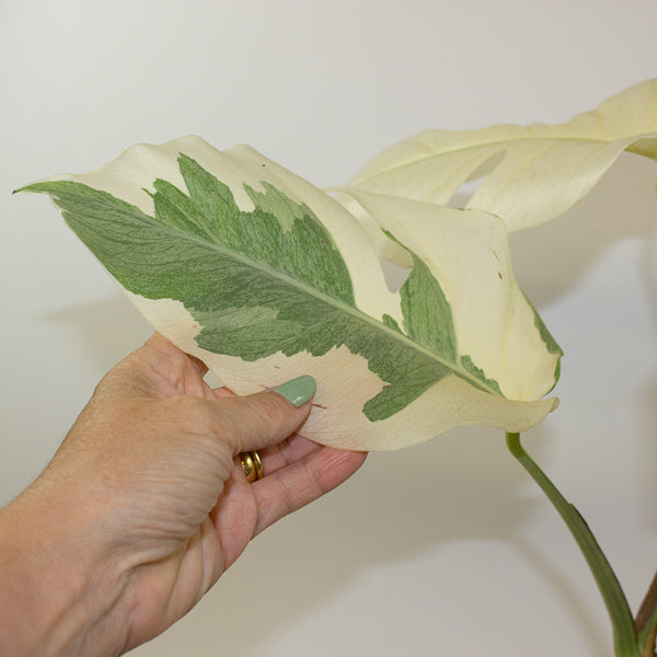 Monstera White Ghost 17cm H40cm