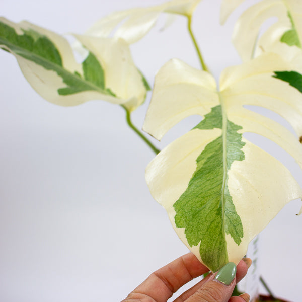 Monstera White Ghost 17cm H40cm