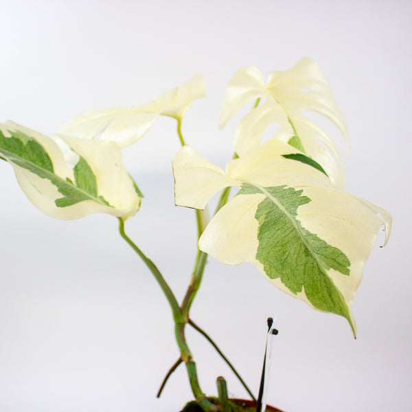 Monstera White Ghost 17cm H40cm