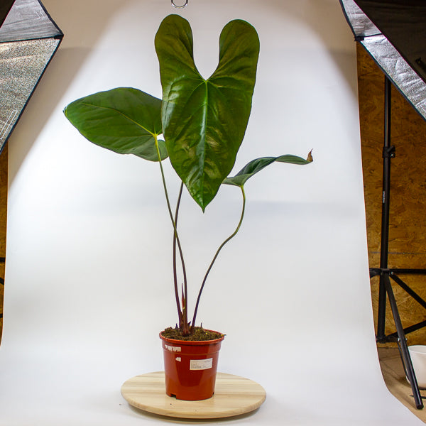 Anthurium papillilaminum 'Ree Gardens' x sp. Napo 17cm H50cm