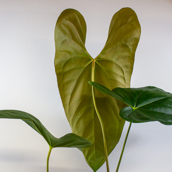 Anthurium papillilaminum 'Ree Gardens' x sp. Napo 17cm H50cm