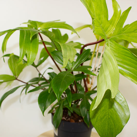 Philodendron Florida Ghost 19cm H45cm