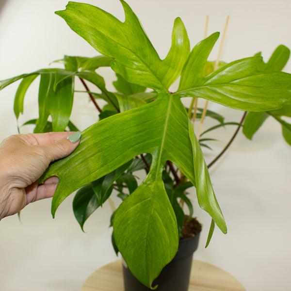 Philodendron Florida Ghost 19cm H45cm