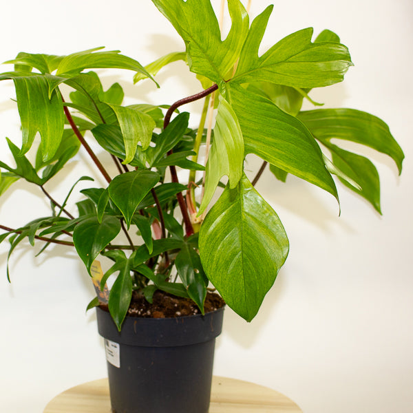 Philodendron Florida Ghost 19cm H45cm