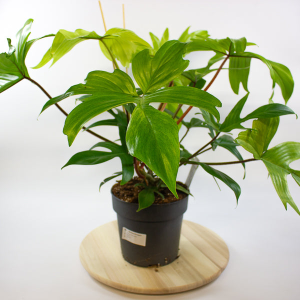 Philodendron Florida Ghost 19cm H45cm