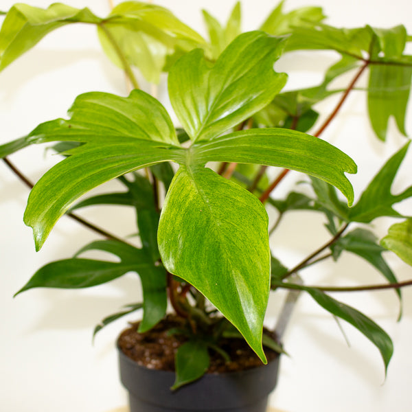Philodendron Florida Ghost 19cm H45cm