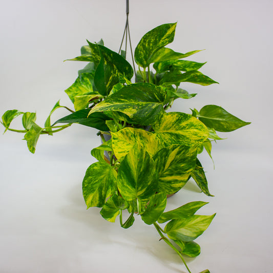Epipremnum pinnatum Aurea 15cm H45cm
