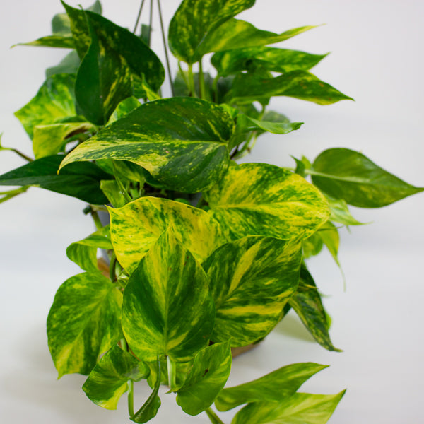 Epipremnum pinnatum Aurea 15cm H45cm