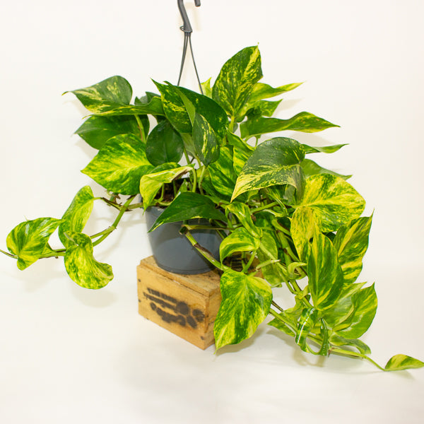 Epipremnum pinnatum Aurea 15cm H45cm