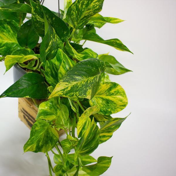 Epipremnum pinnatum Aurea 15cm H45cm