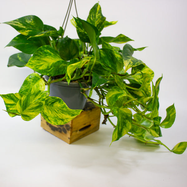 Epipremnum pinnatum Aurea 15cm H45cm