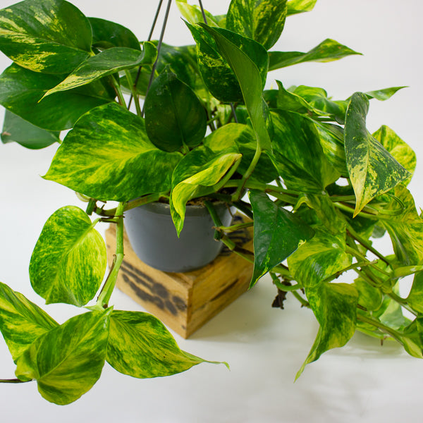 Epipremnum pinnatum Aurea 15cm H45cm