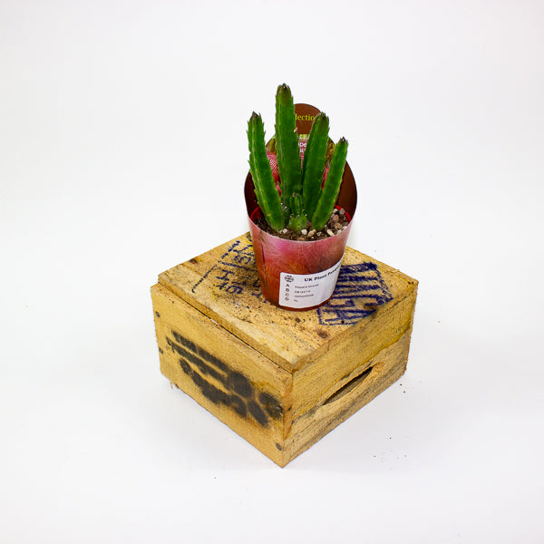 Stapelia Hirsuta 6.5cm H8cm